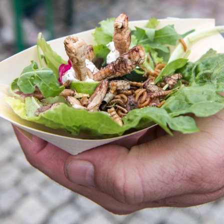 Snack mit Insekten: Ein Mann hält eine Schale mit Heuschrecken, Mehl- und Buffalowürmern auf Salat.