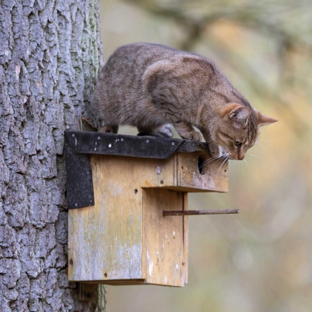 Katzenpfade - Wie Biologen das Verhalten der Vierbeiner erkunden