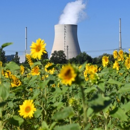 Sonnenblumen vor dem Atomkraftwerk Isar 2