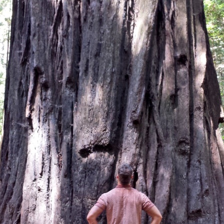 NDR Reporter Guido Meyer vor Mammut-Bäumen im Humboldt Redwoods Nationalpark