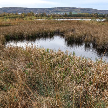 Großes Torfmoor bei Lübbecke/Hille