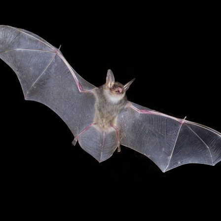 Große Mausohr Fledermaus  (Myotis myotis)