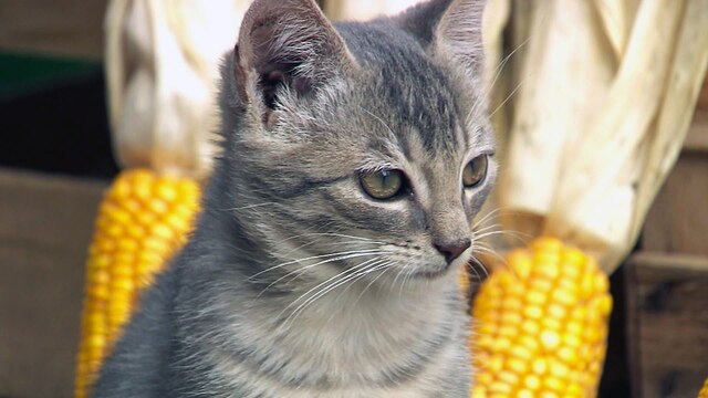 Katze mit Maiskolben im Hintergrund
