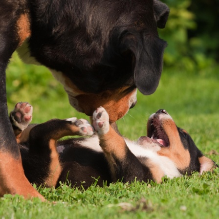 2 Hunde spielen miteinander