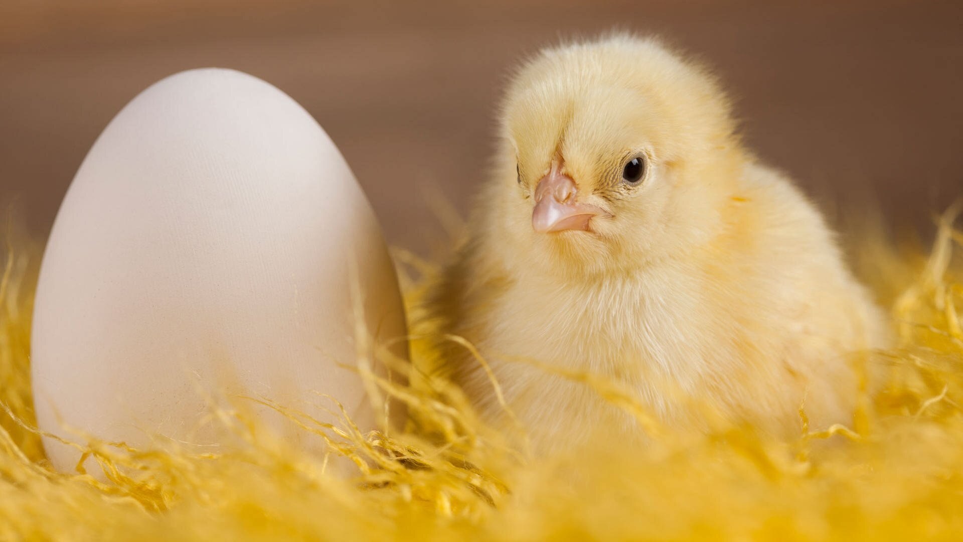 MARKTCHECK Können aus SupermarktEiern Küken schlüpfen ARD Mediathek