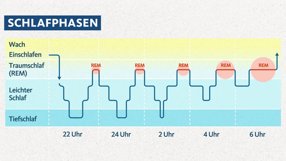 Quarks: Der Schlaf deines Lebens