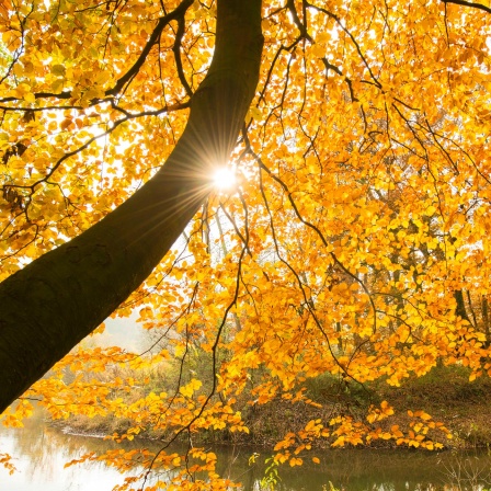 Lichtspiel im Herbstlaub an der Hunte bei einer Rotbuche.