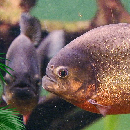 EIn Piranha in einem Aquarium miit anderen Piranhas.
