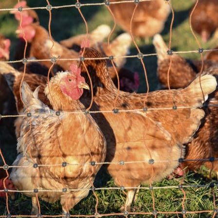 Hühner auf einer Wiese hinter einem Zaun