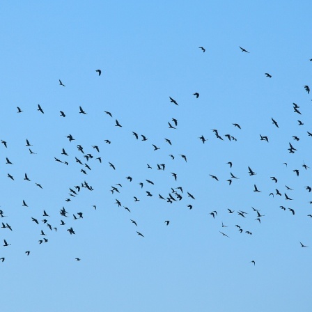 Vogelzug