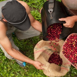Kaffee statt Koka - Wie die Kirche in Kolumbien Bauern vom Drogenanbau fernhält