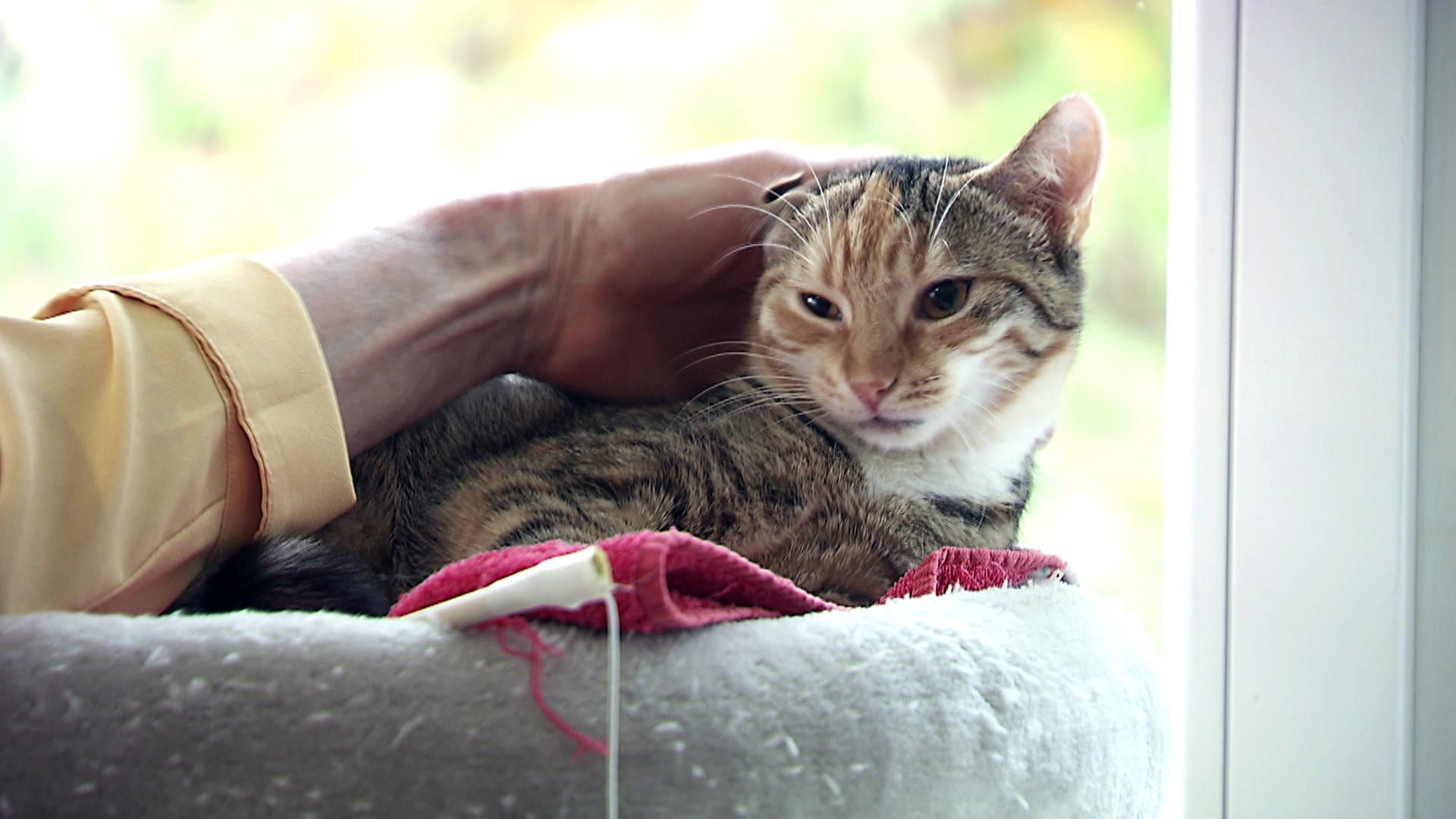 Katze Gefunden Baden Württemberg