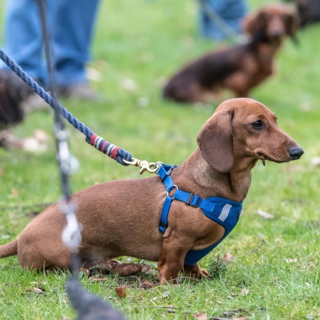 Dackel auf der Hundewiese