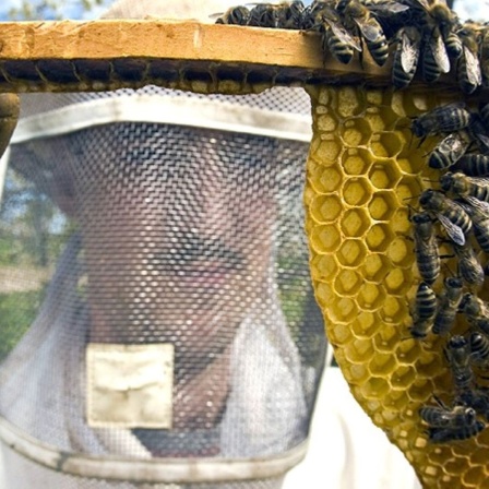 Ein Imker zeigt eine im Bau befindliche Bienenwabe.