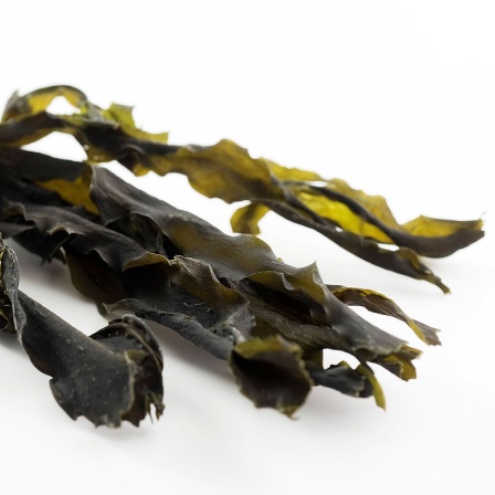 getrocknete Wakame-Algen
