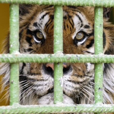 Sibirischer Tiger hinter Gittern