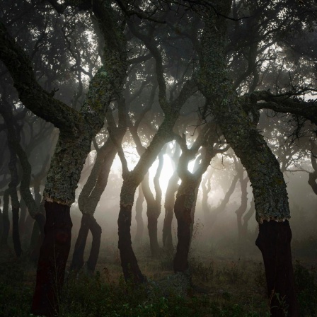 Das Flüstern der Wälder | Detektivgeschichte ab 8 Jahren