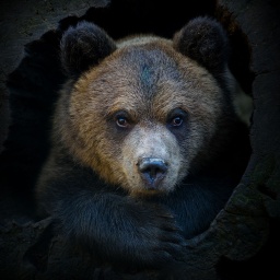 Junger Braunbär schaut aus einem hohlen Baumstamm; © Colourbox/Volodymyr Burdyak