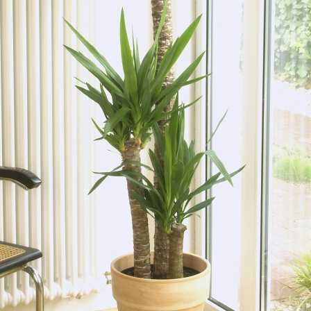 Yucca-Palme steht in einer Wohnung am Fenster. 