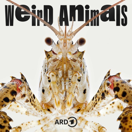 Weird Animals Folge 2 Kalikokrebs