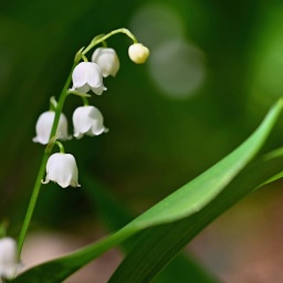 Weiße Frühlingsblume mit grünen Blättern