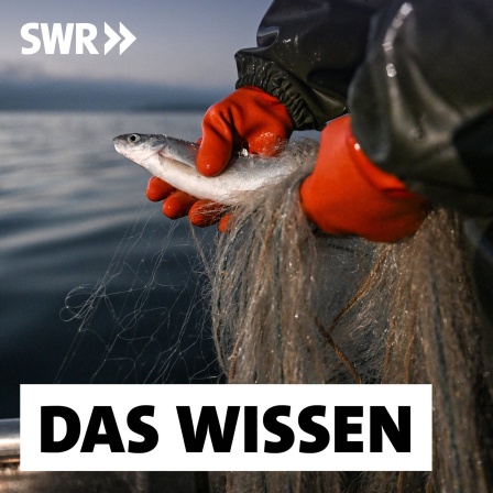 Eine Fischerin hält im Oktober 2023 ein Felchen in den Händen, das mit einem Netz aus dem Bodensee gefangen wurde: Die Bestände des Felchens, lange Zeit Haupteinnahmequelle der Fischer, gehen stark zurück, jetzt gilt ein dreijähriges Fangverbot.