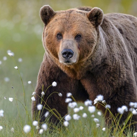 Die Tierdocs: Bär verkriecht sich