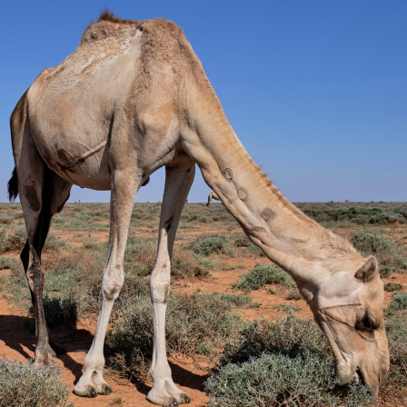 Ein Kamel futtert Gras in der Steppe von Somaliland 