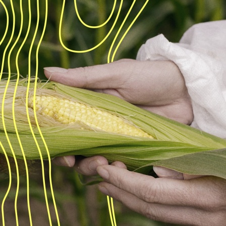 Wissenschaftler mit Schutzanzug prüft Mais.