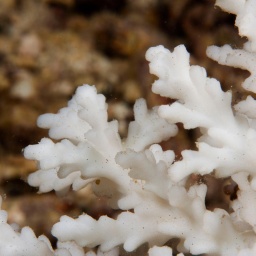 Tote Koralle, Nahaufnahme von eine Hartkoralle, Acropora.