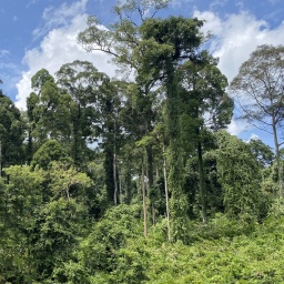 Blick auf den Regenwald im Danum Valley im malaysischen Bundesstaat Sabah auf Borneo. Der Wald am Fluss Segama ist eines der letzten Stücke unberührten Regenwaldes und ein Musterbeispiel für einen Flügelfrucht-Tieflandregenwald, mit einem hohen Grad von Biodiversität.
