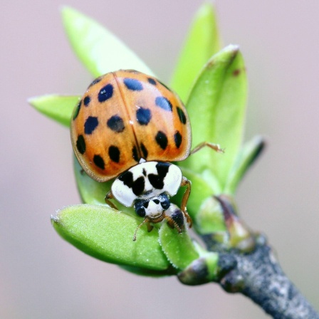 Der Asiatische Marienkäfer (Harmonia axyridis) verdrängt den einheimischen Käfer. Blattläuse frisst er allerdings auch.