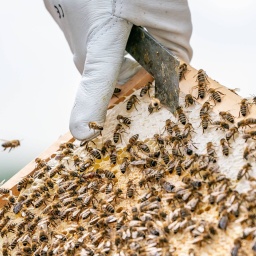Bienen und ihr Bienenstock mit rein weißen Naturwaben werden von einem Imker gezeigt 