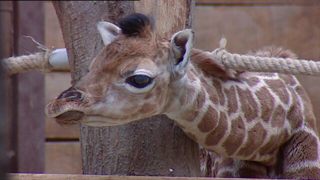 Ein Giraffenbaby steckt den Hals durch einen Zaun.