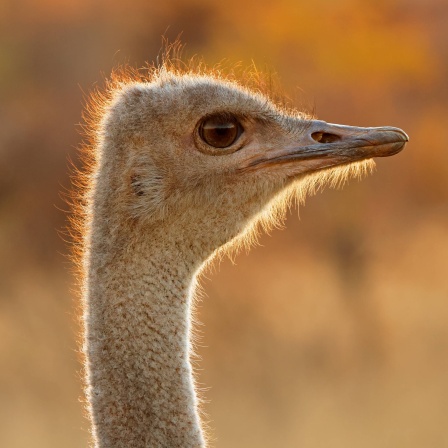 Nahaufnahme eines Straußes (Struthio camelus) bei Sonnenuntergang