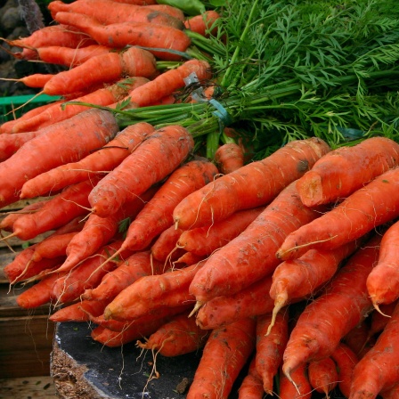 Frische Möhren vom Markt