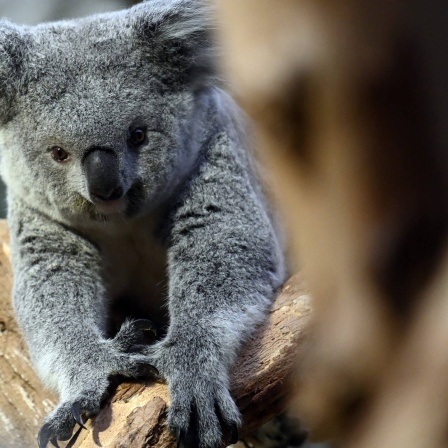 Die Tierdocs: Koala reitet