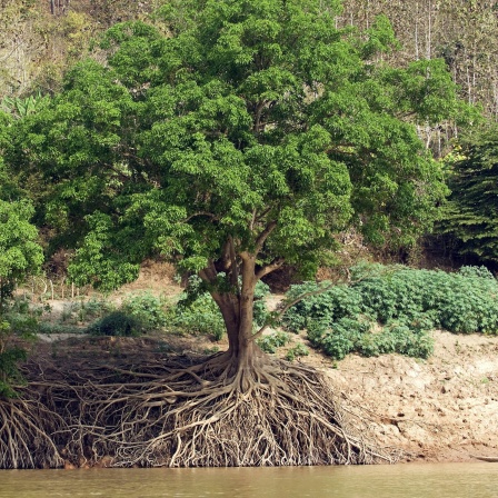 Feigenbaum mit Wurzelwerk in Laos