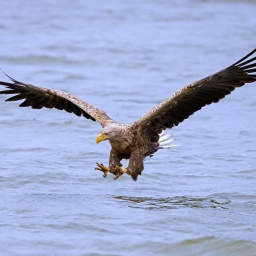 Seeadler