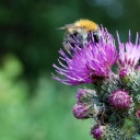 Eine Biene befindet sich auf der violetten Blüte einer Blume