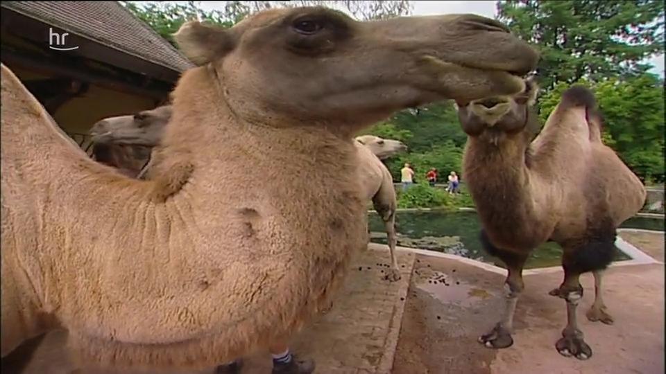 Giraffe, Erdmännchen & Co. : Wellness für Kamele (42) | ARD Mediathek