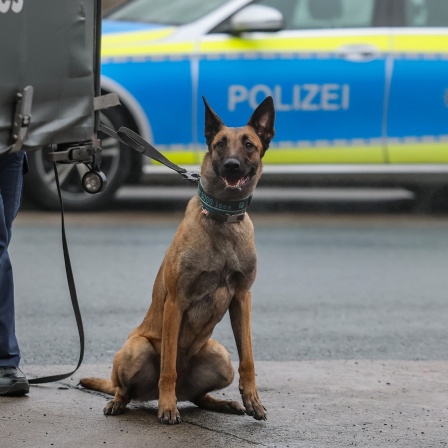 Schäferhund