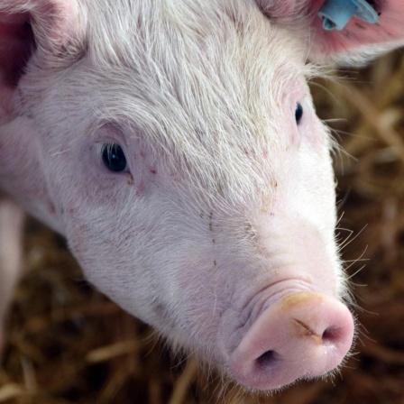 Strohschweine, Sau, Ferkel, Schwein, artgerechte Schweinehaltung auf einem Bauernhof in Bayern, Außenklimastall, Schweine und Sauen leben artgerecht bevor sie geschlachtet werden. konventionelle Schweinezucht Tierhaltung Tier Nutztier Fleischindustrie. W