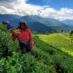 Teepflückerinnen stehen in Darjeeling in einer Teeplantage
