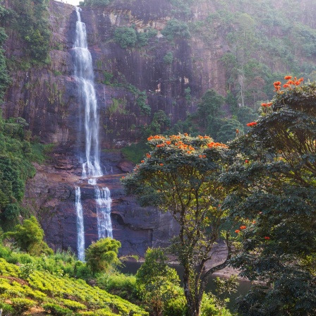 Sri Lanka: Regenwald | Tee Fermentation | Adam's Peak