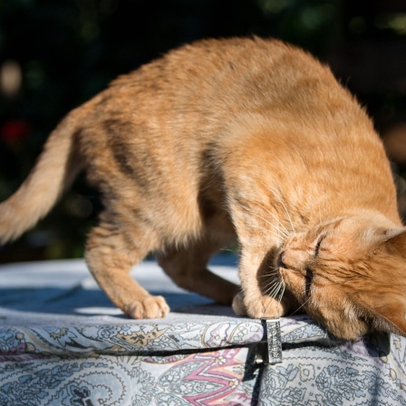 Kater Mio spielt am 07.08.2017 in Maulbronn (Baden-Württemberg) auf einem Tisch. Am 08. August ist der internationale Katzentag