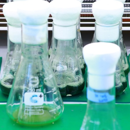 In mehreren kleinen Glasbehältern befindet sich grünliche Flüssigkeit, in der Blaualgen zu Forschungszwecken kultiviert werden.