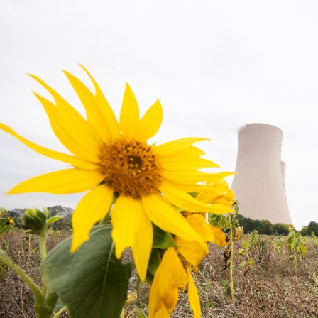 Sonnenblumen wachsen am Atomkraftwerk Grohnde.