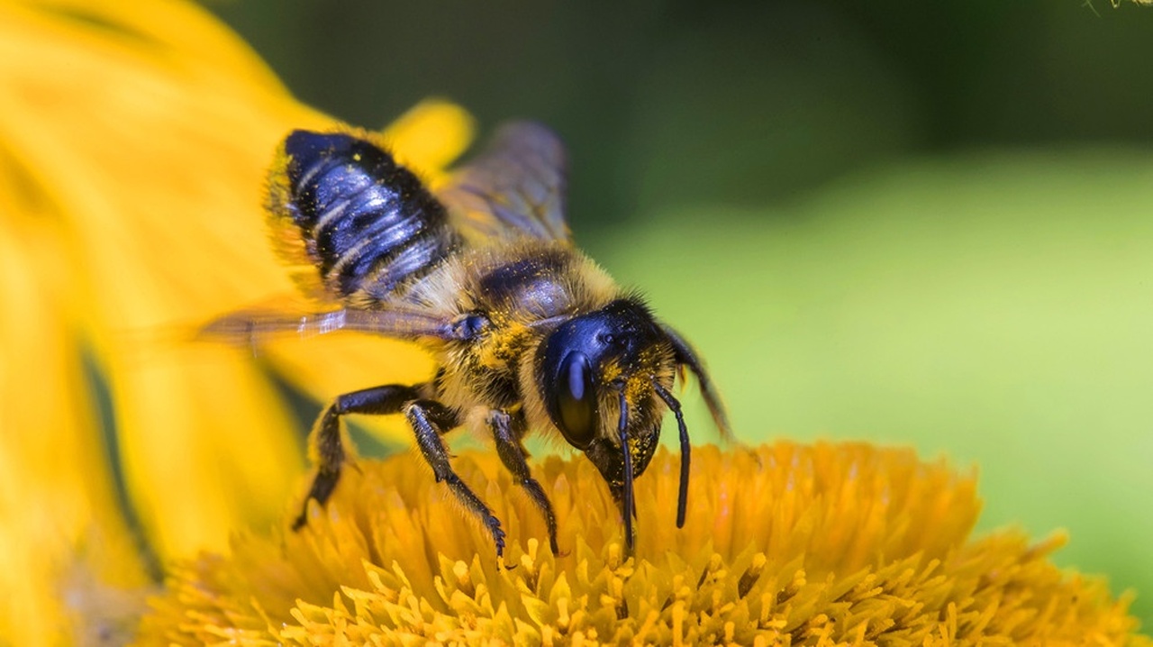 Tiere im naturnahen Garten | Minihochbeet bauen | Heilpflanzen