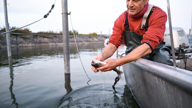 Fischer mit Fisch in der Hand | Bild: Picture alliance/dpa